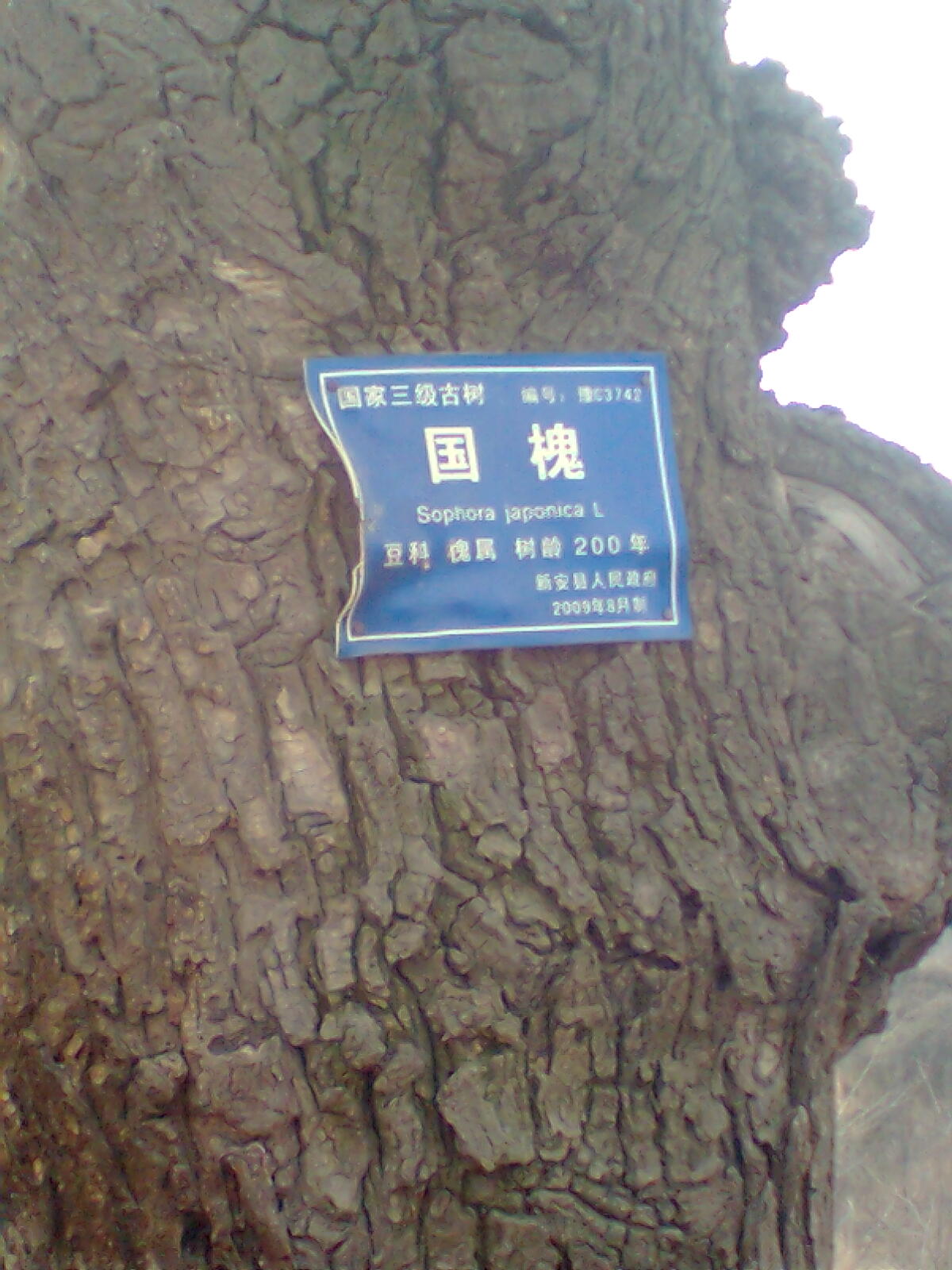 磁澗鎮禮河村200年國槐