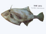 鹿仔魚