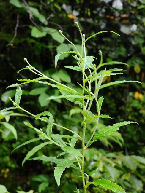 波緣風毛菊