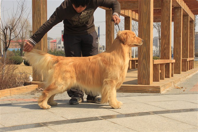 圖1 金星犬舍、金帝