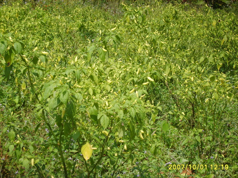 中和營鎮辣椒種植