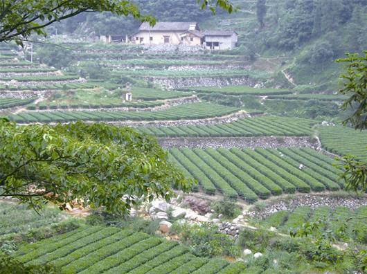 大水田村(雲南曲靖市宣威市楊柳鄉下轄村)