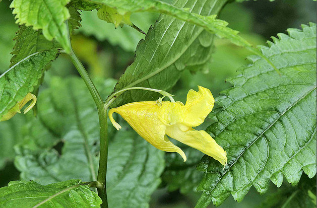 關霧鳳仙花