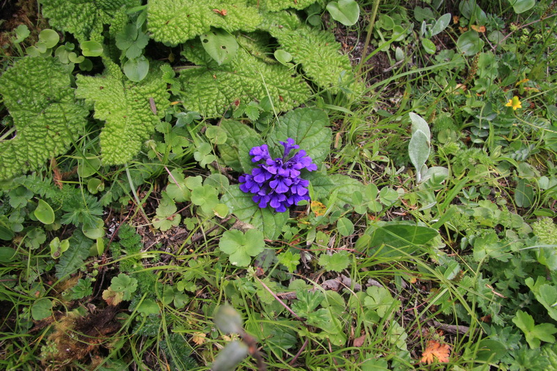 美花圓葉筋骨草(圖3)