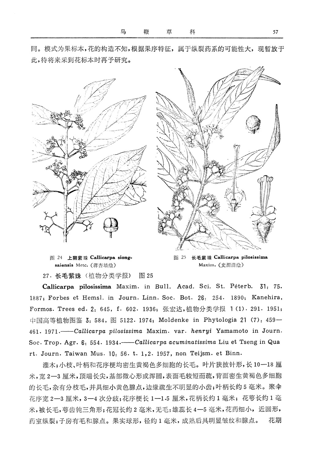 長毛紫珠