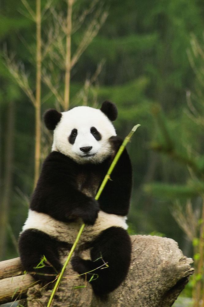 大熊貓國家公園