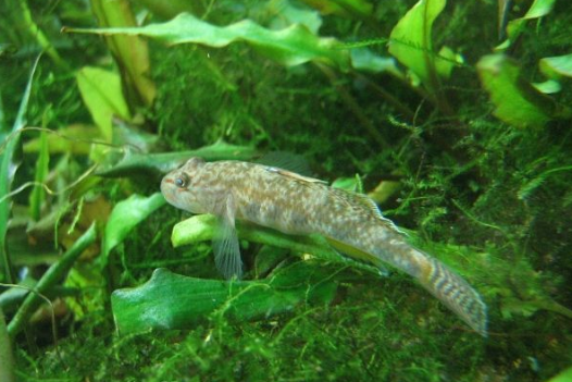 黑點鸚鰕虎魚