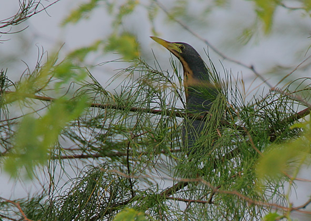 藍葦鳽