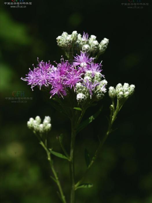 銳裂風毛菊