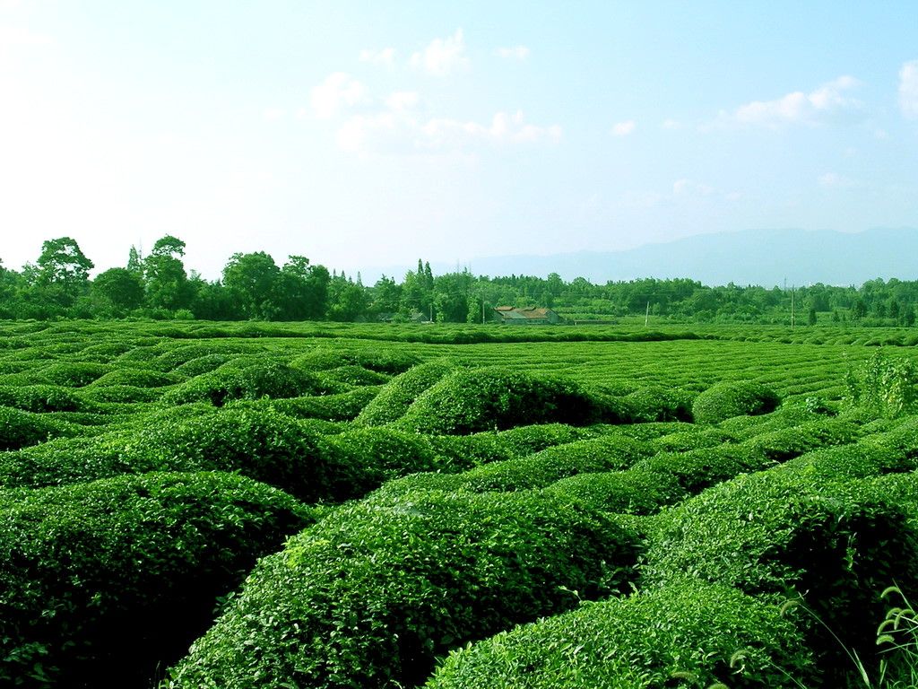 周巷鳳凰茶