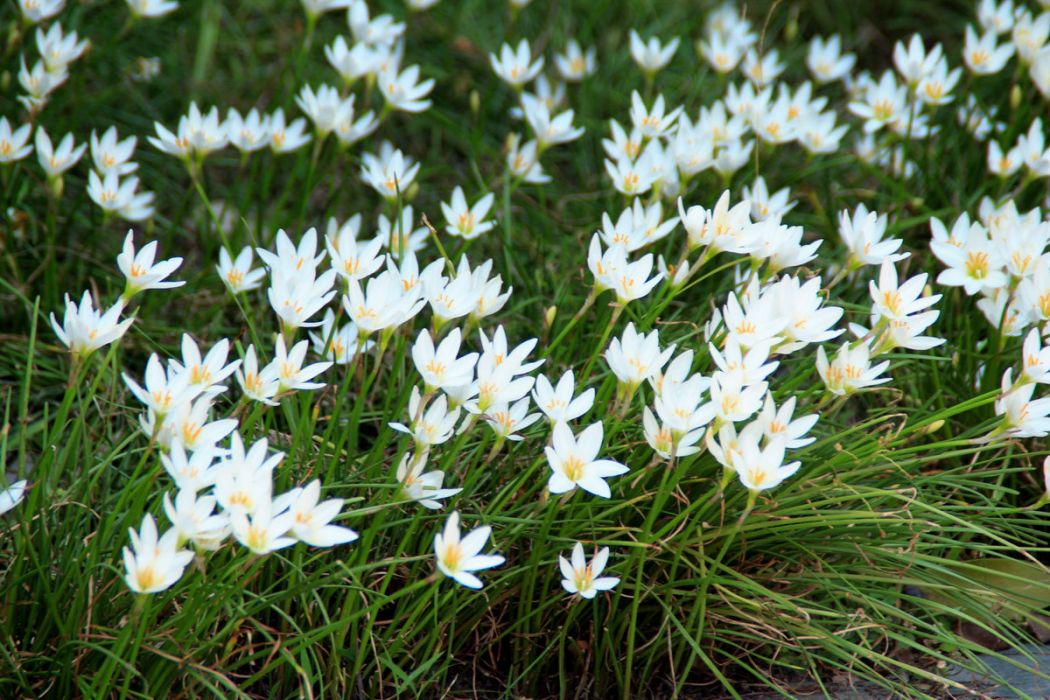 Zephyranthes candida