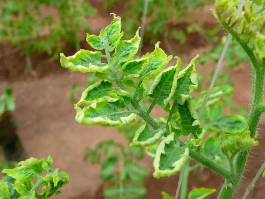 膠州白菜