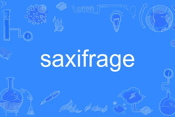 saxifrage