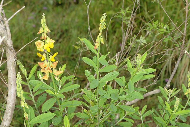 屏東豬屎豆(鵝鑾鼻野百合)