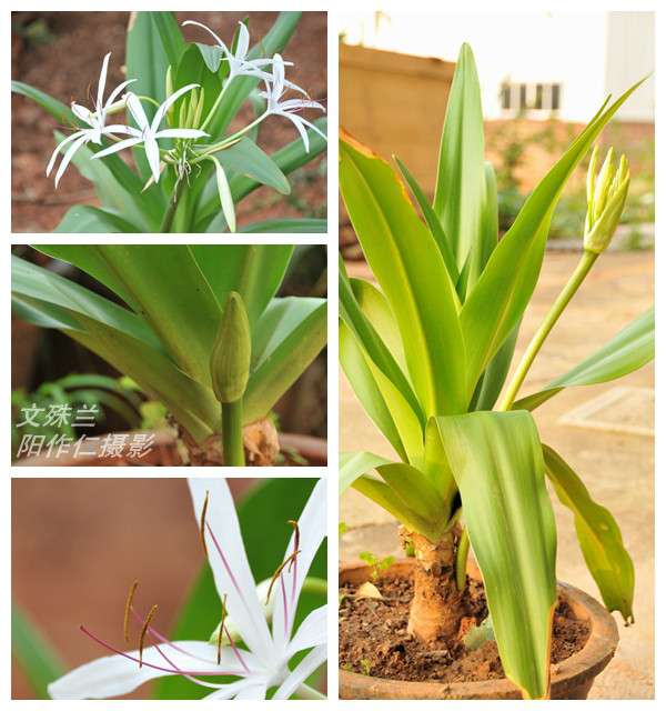 羅裙帶(植物)