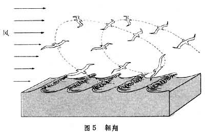 行動(生物學術語)