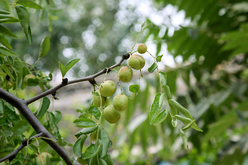 梨棗(鼠李科棗屬植物)