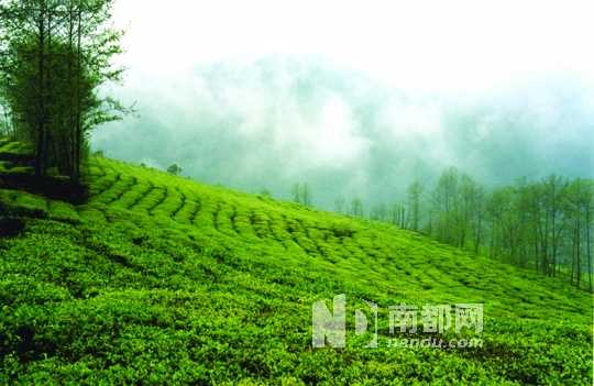 南糯山萬畝古茶園