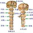 胸段或腰段脊髓傷