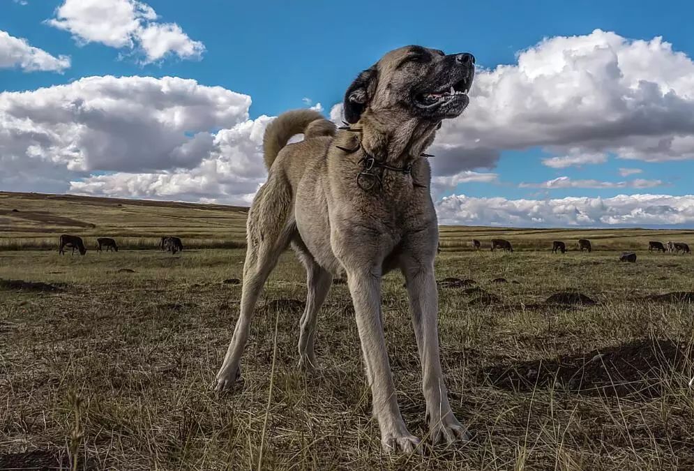 聖伯納犬(阿爾卑斯山獒)