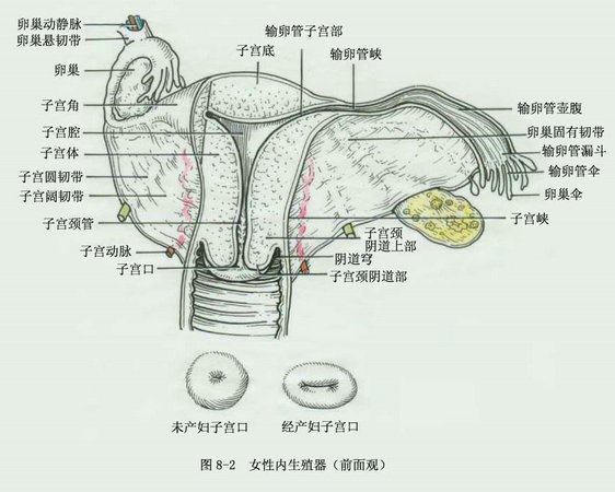 子宮性閉經