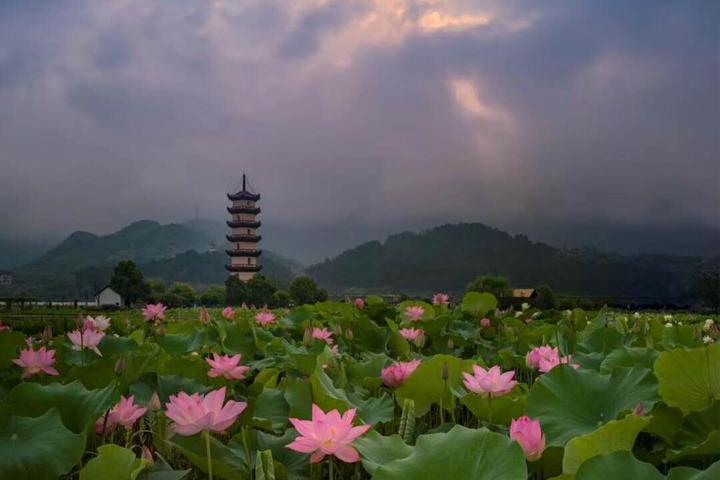 武義十里荷花景區