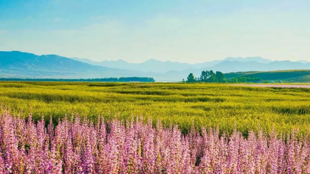 昭蘇油菜