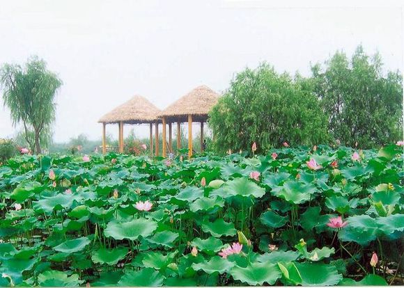 射陽湖荷園生態旅遊區