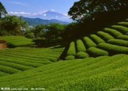 中茶月餅茶