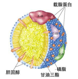 結合脂