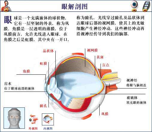 眼解剖圖