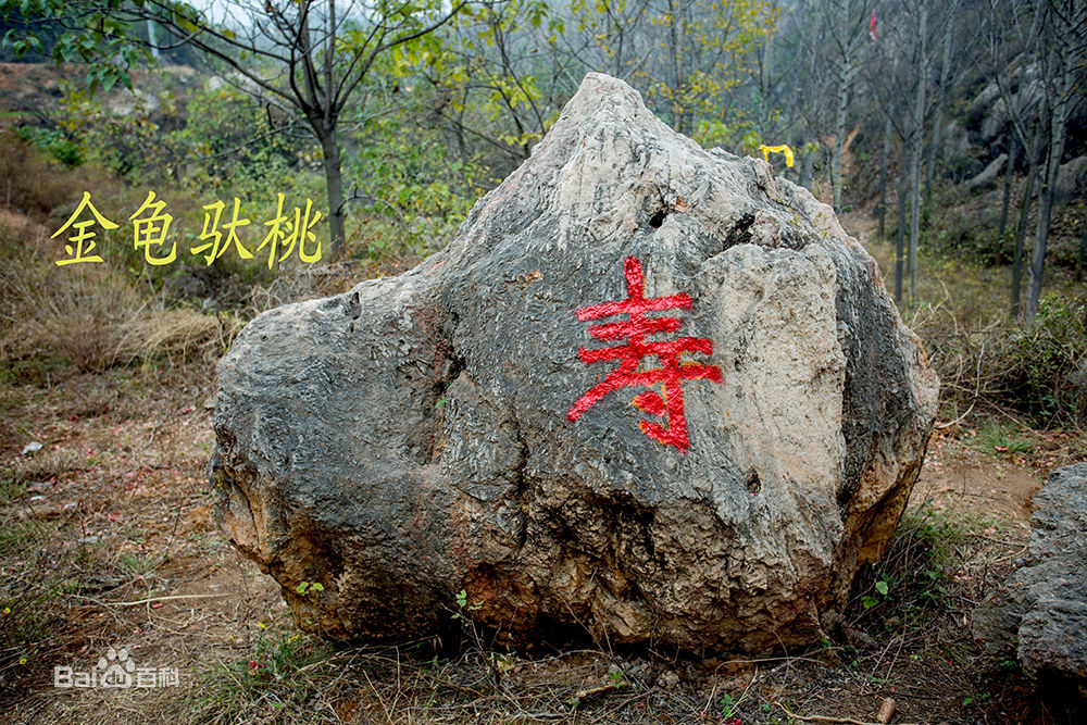 天靈山神龜駝桃