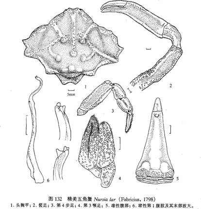 精美五角蟹