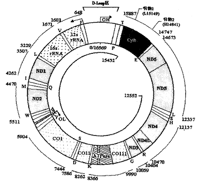 線粒體DNA