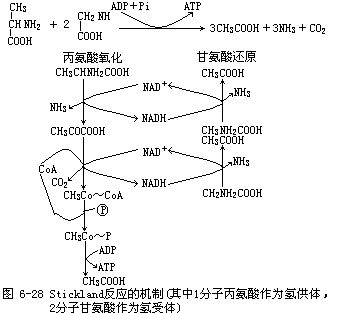 斯提柯蘭氏反應