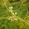 菟絲子(一年生寄生植物)