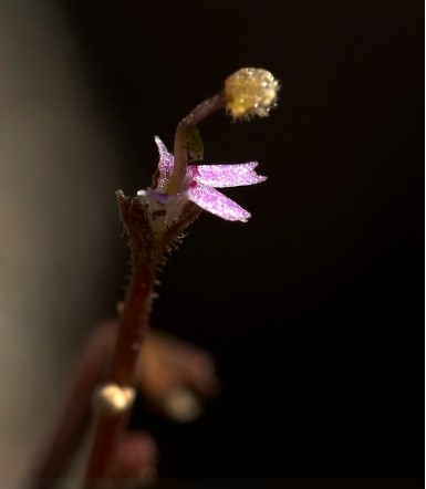 狹葉花柱草