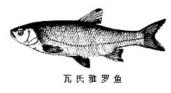 雅羅魚屬