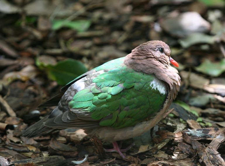 綠背金鳩比亞克島亞種