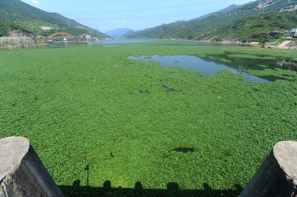 外來入侵物種(生物入侵者)