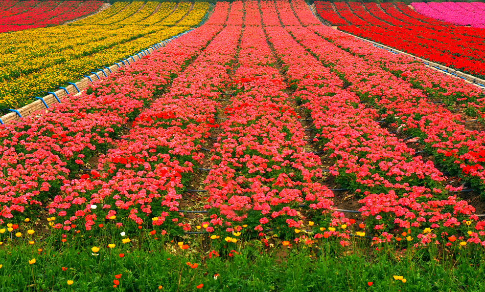 雲中花都