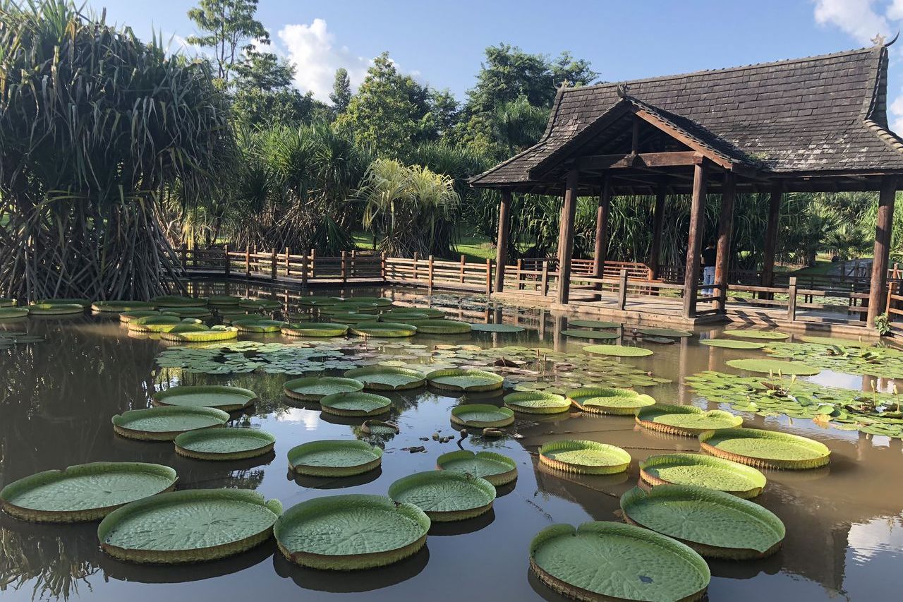 西雙版納勐侖植物園