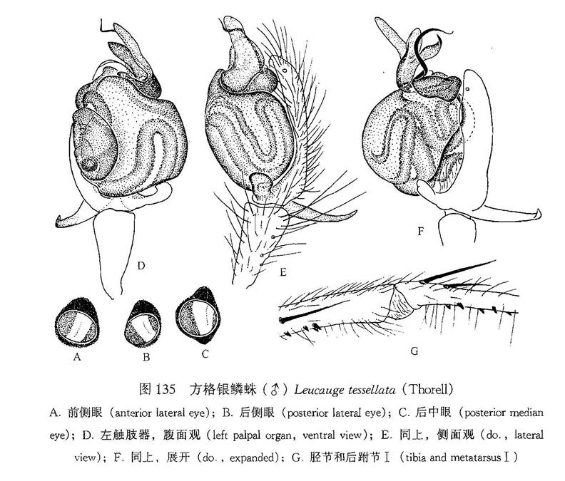 方格銀鱗蛛