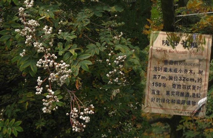 陝甘花楸太白山個體16