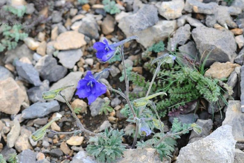 鈍裂藍翠雀花（變種）