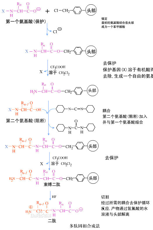 多肽固相合成法