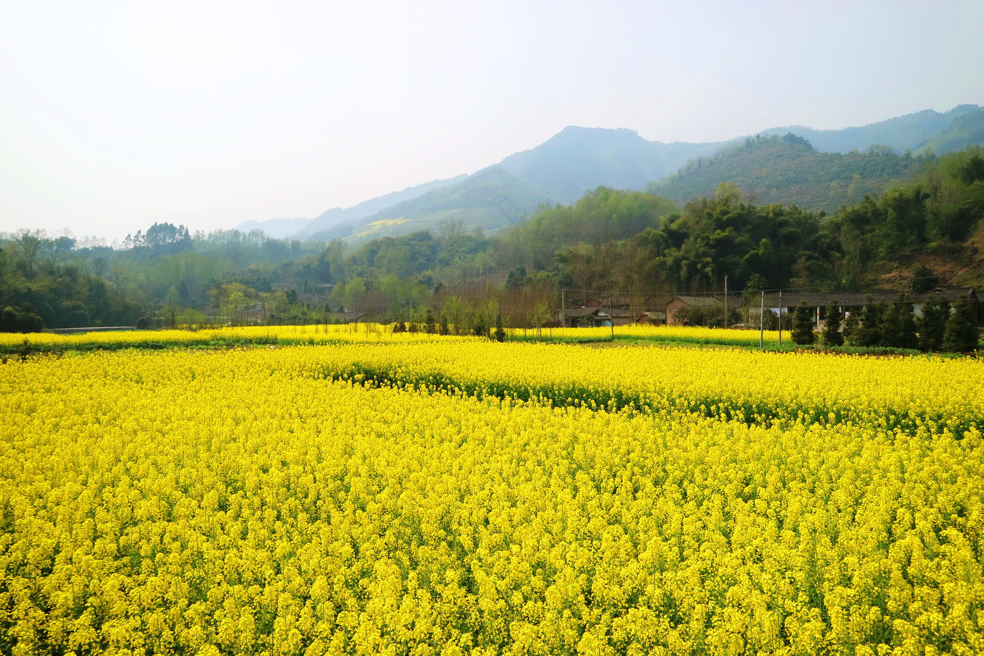 種植產業