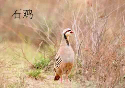 山西五鹿山國家級自然保護區(五鹿山)