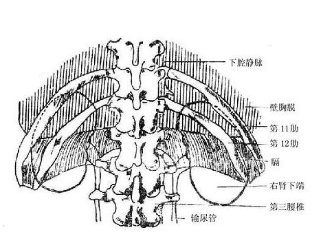 腎周圍炎