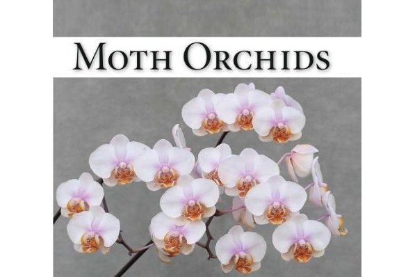 Moth Orchids